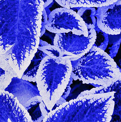 and White Coleus plant