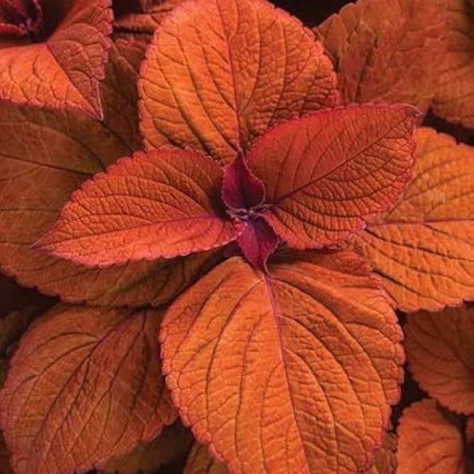 Deep Orange Coleus plant