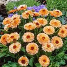 Triangle Flashback Calendula Flower Seeds for Planting