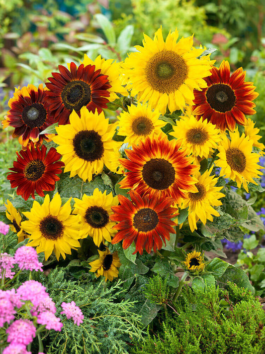 Blanket Sunflower flower seeds