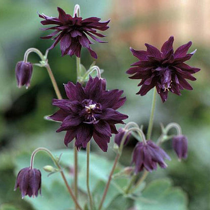 Aquilegia Vulgaris Columbine plant