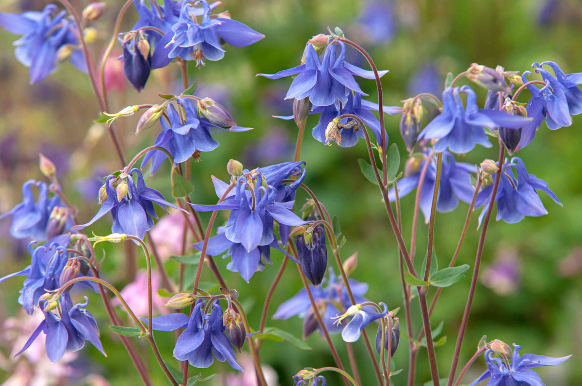Columbine Aquilegia plant
