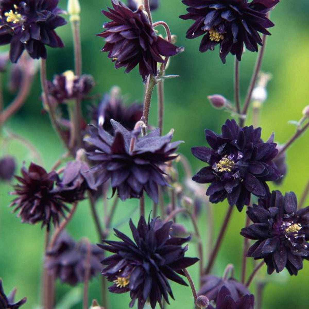 Black Barlow Columbine plant