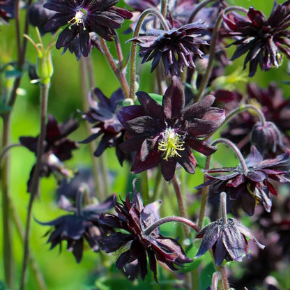 Black Barlow Columbine plant