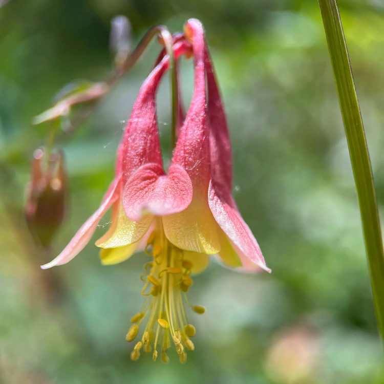 Canadian Columbine plant