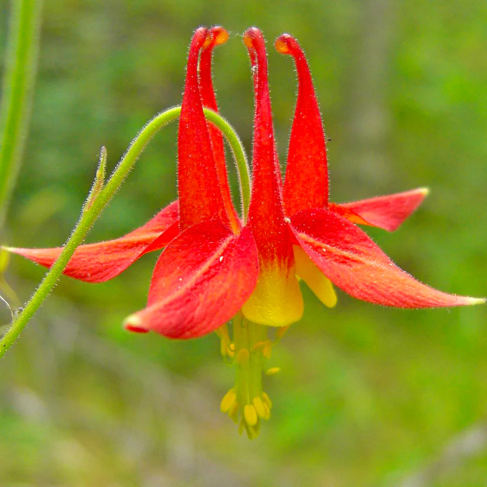 Canadian Columbine plant