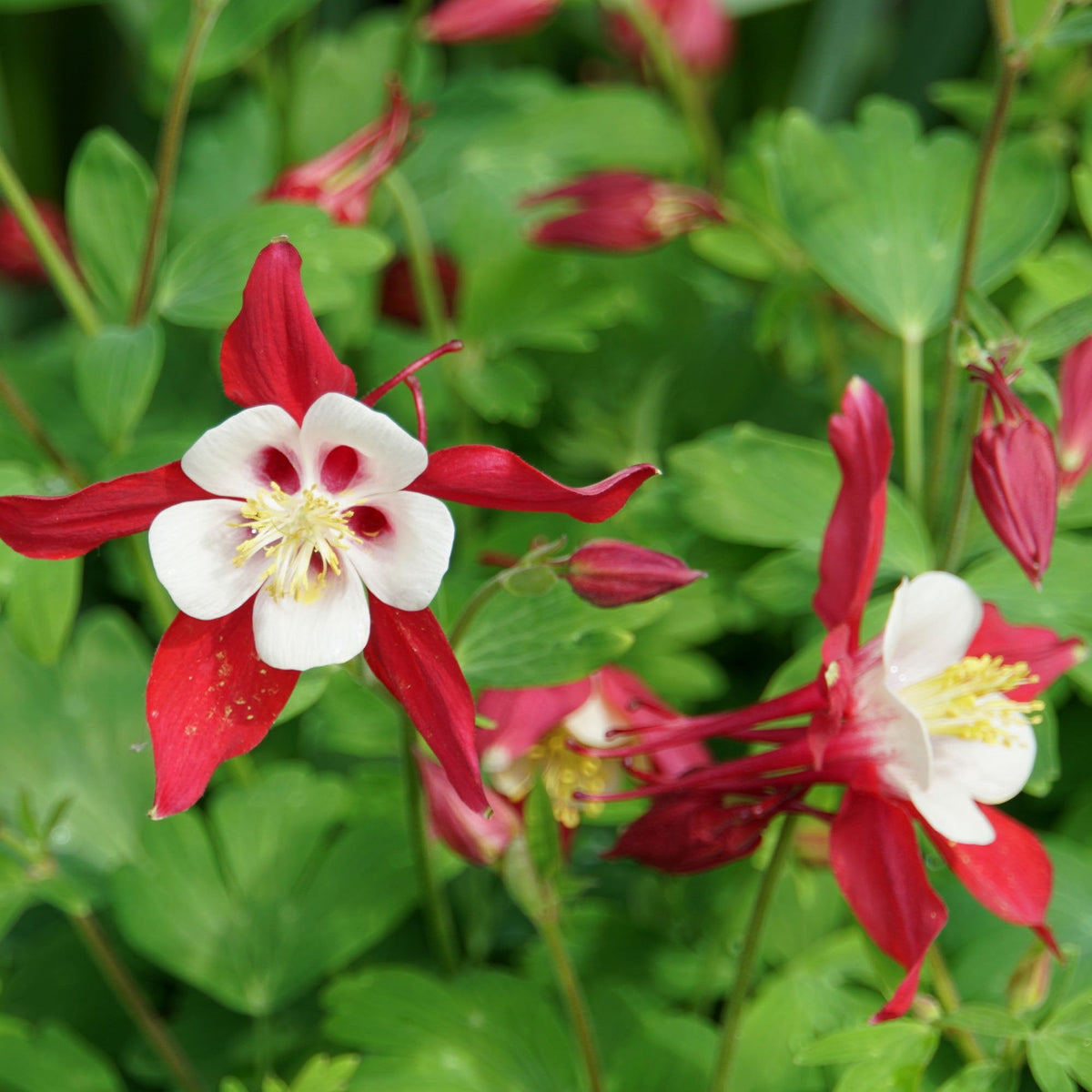 Crimson Star Columbine plant