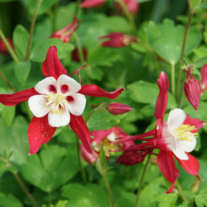 Crimson Star Columbine plant