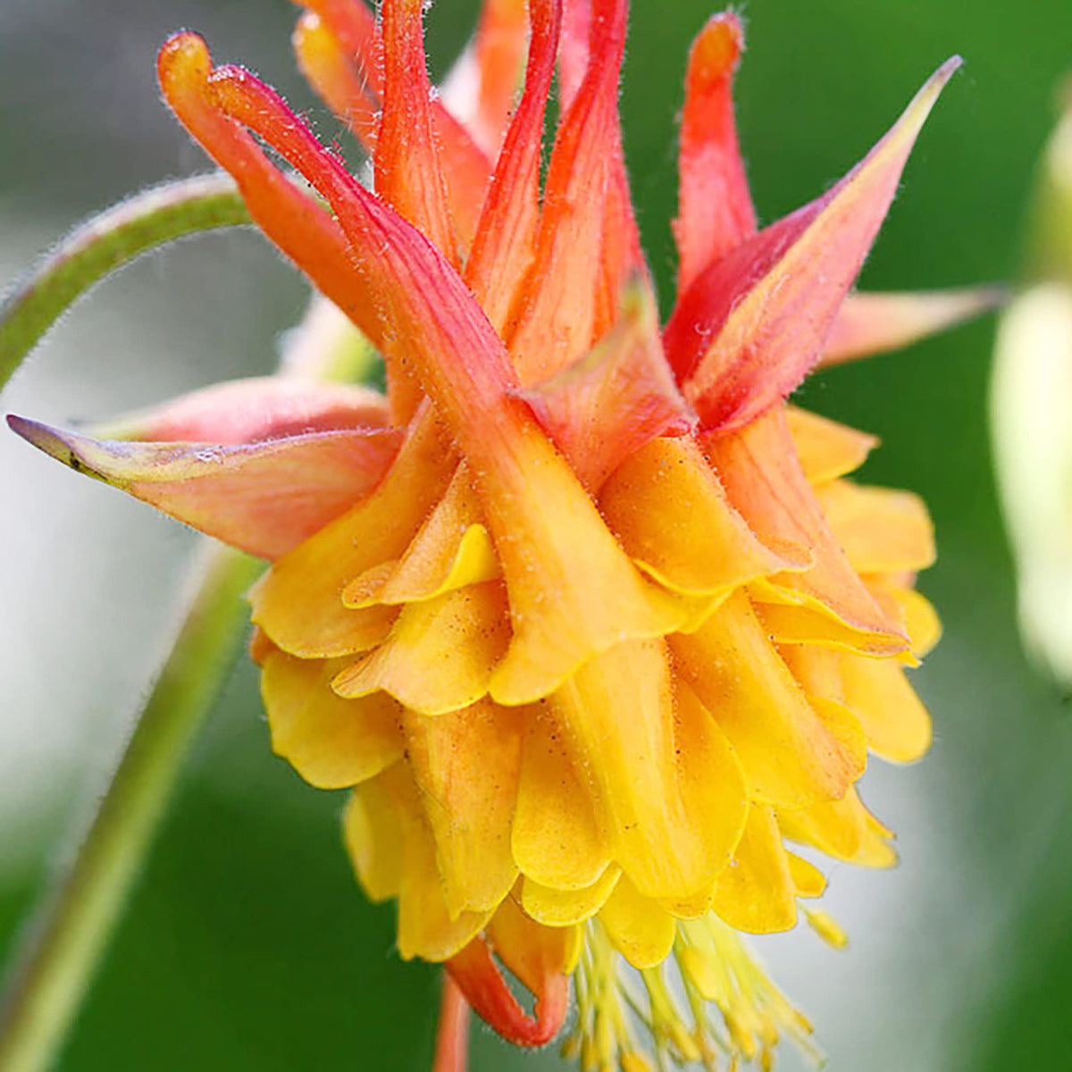 Orange Yellow Columbine plant