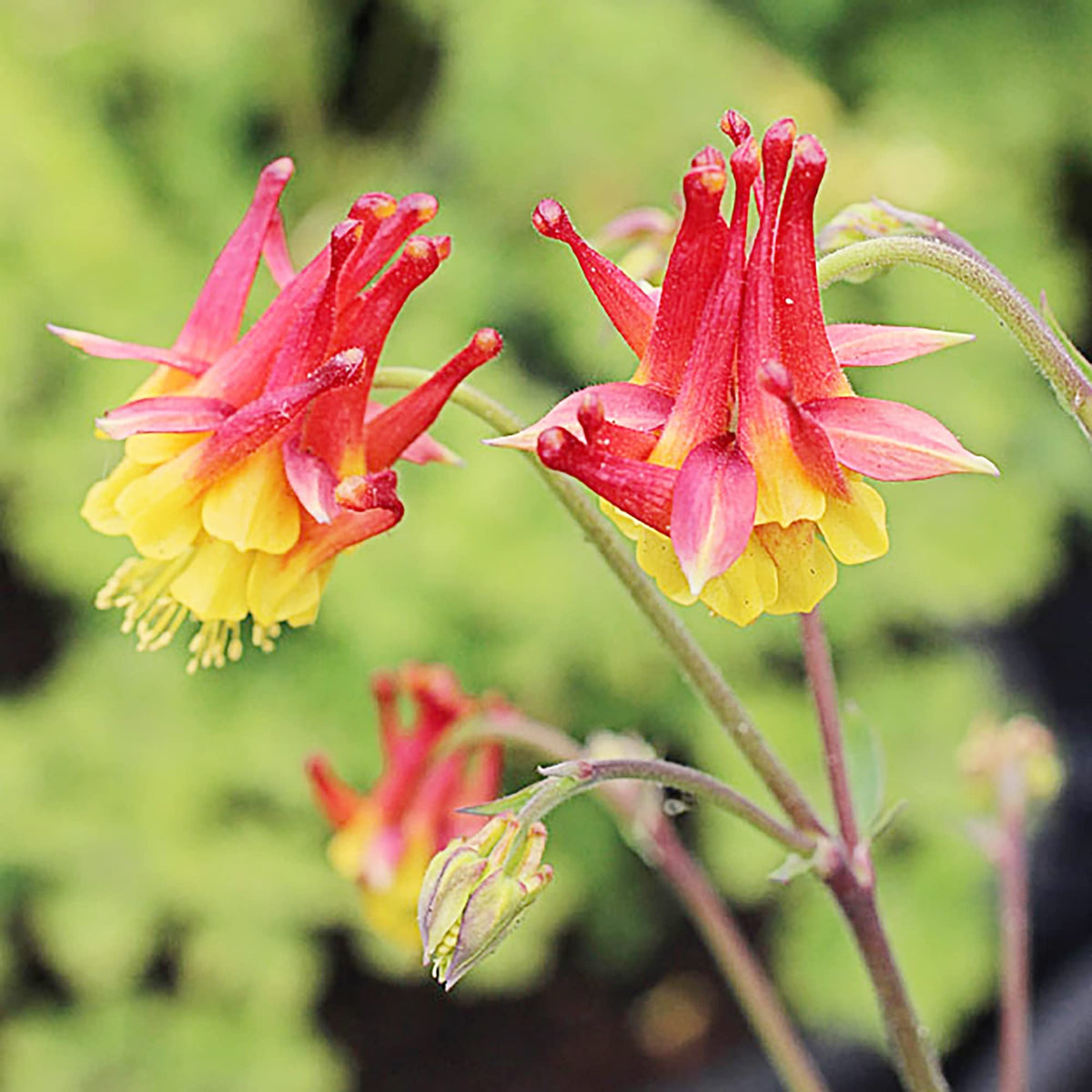 Orange Yellow Columbine plant