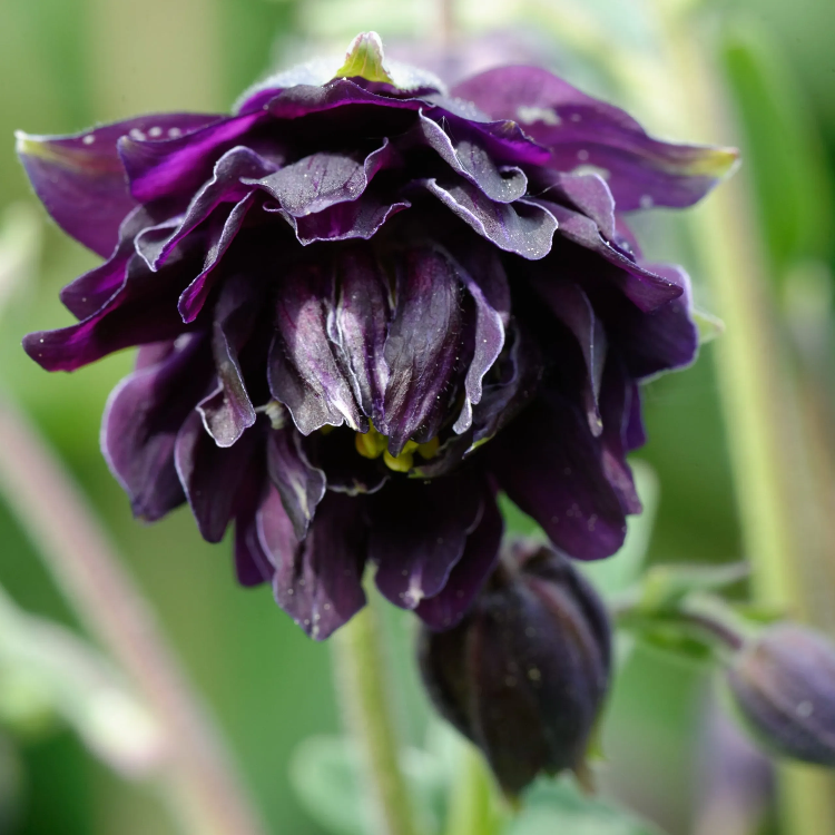 Black Barlow Columbine plant