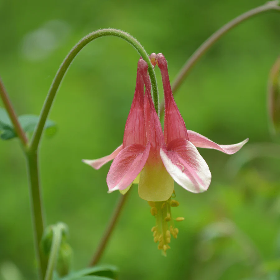 Canadian Columbine plant