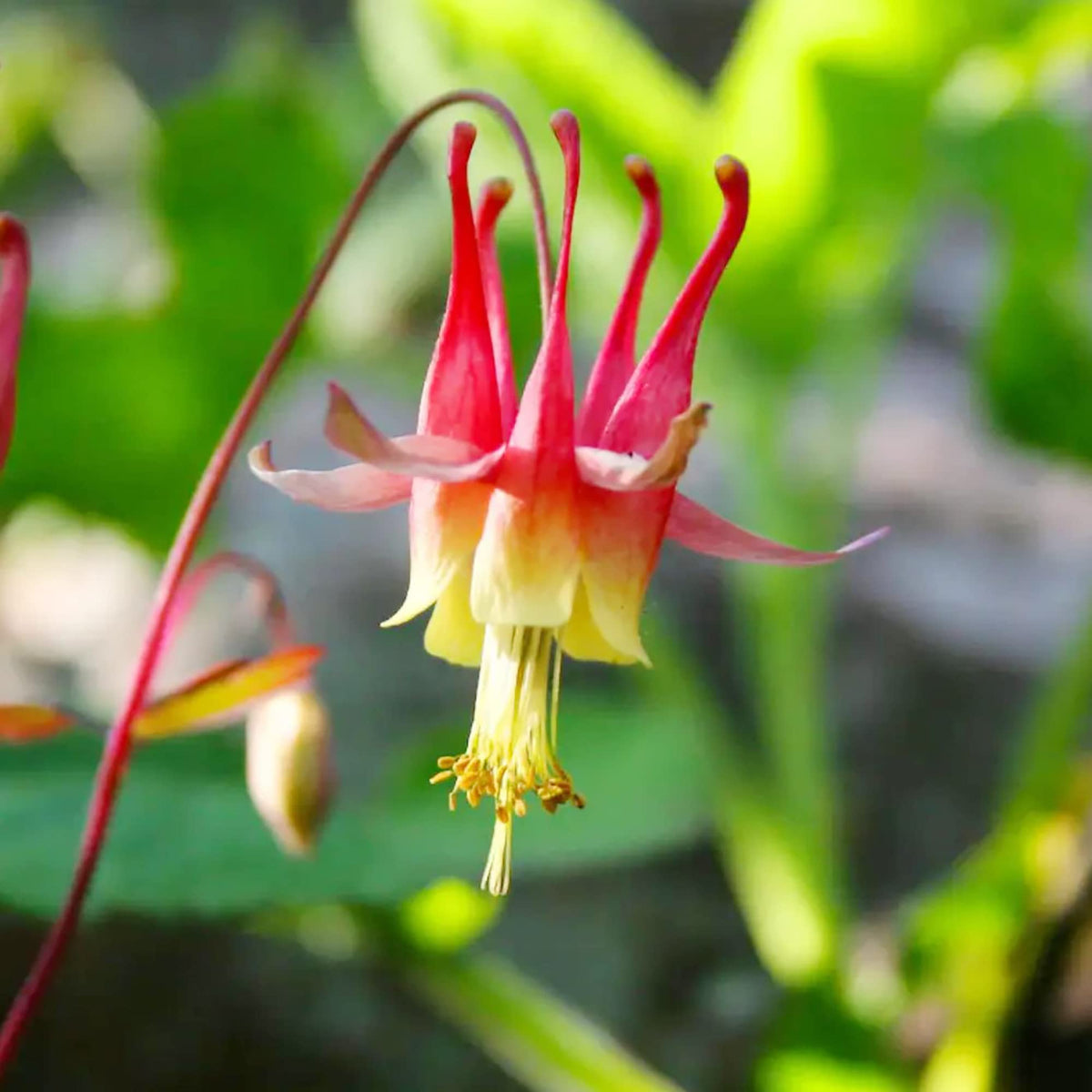 Orange Yellow Columbine plant