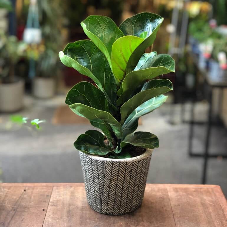 Fiddle Leaf Fig plant