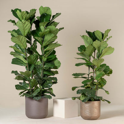 Fiddle Leaf Fig plant