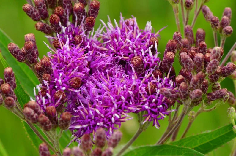 Vernonia Anthelmintica flower seeds