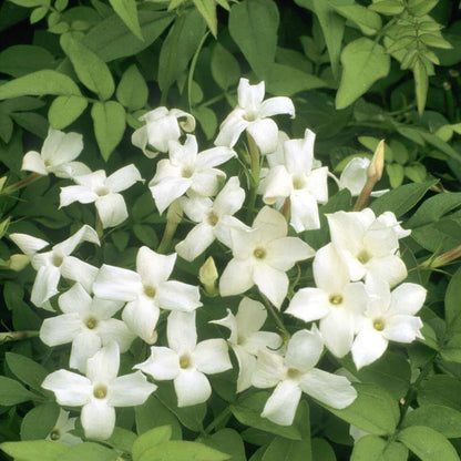 Common Jasmine plant