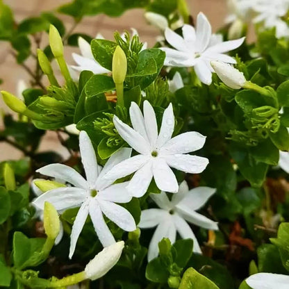Common Jasmine plant