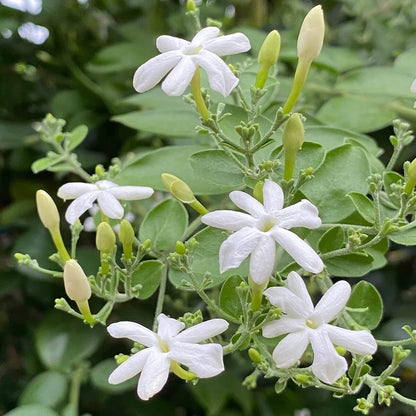 Common Jasmine plant