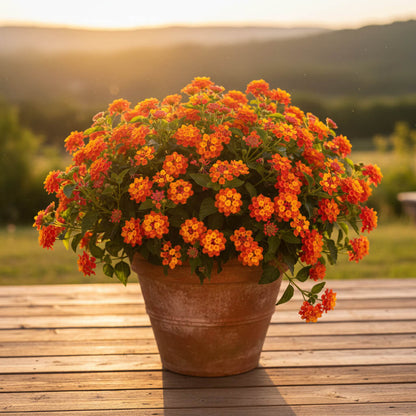 Common Lantana plant