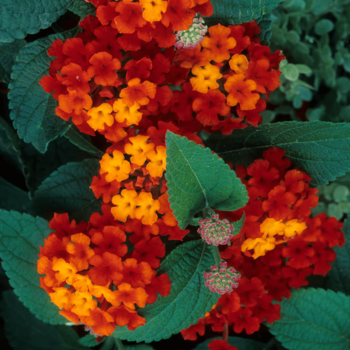 Common Lantana plant