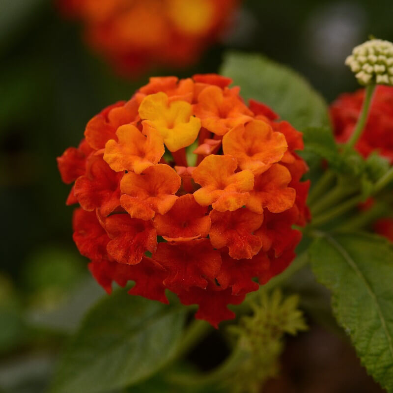 Common Lantana plant