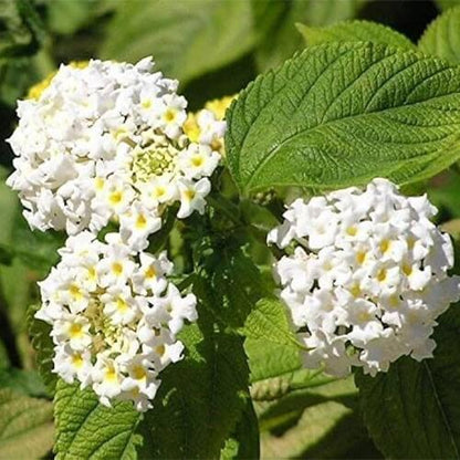Common Lantana plant