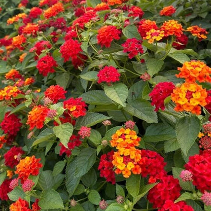 Common Lantana plant