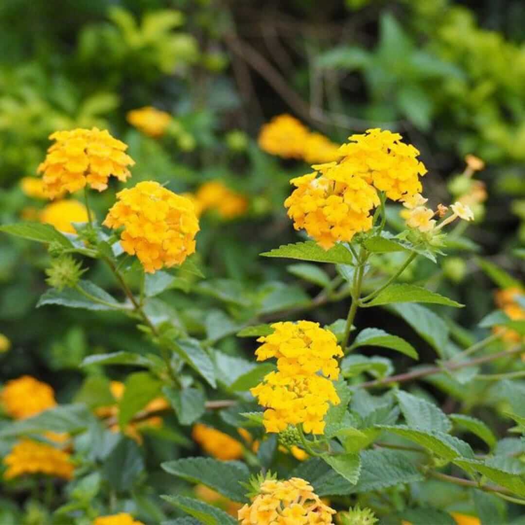 Common Lantana plant
