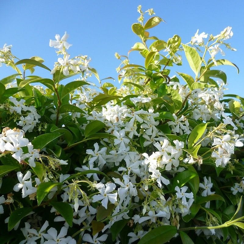 Common Poet's Jasmine Jasminum officinale white fragrant flowers