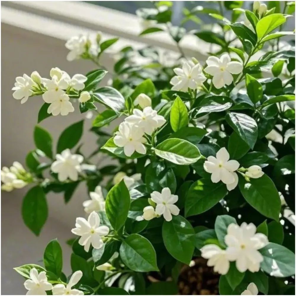 Common Poet's Jasmine Jasminum officinale white fragrant flowers