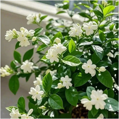 Common Poet's Jasmine Jasminum officinale white fragrant flowers