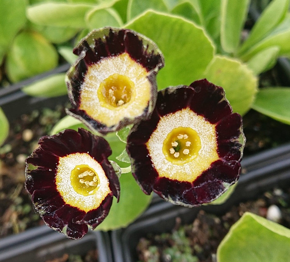 Black Primula flower seeds