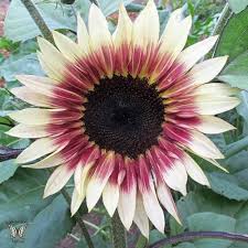 Cream Violet sunflower flowers growing on compact plants in a home garden