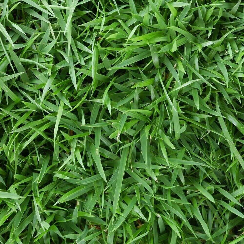 -Turf Lawn Seed plant