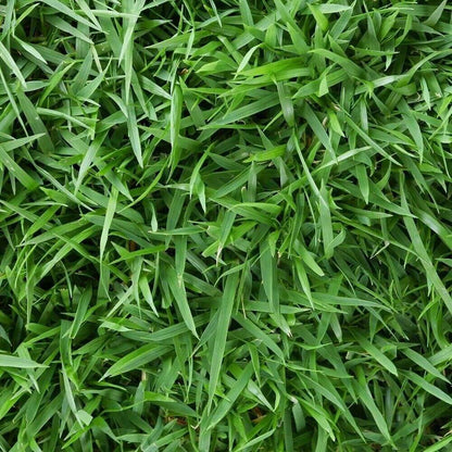 -Turf Lawn Seed plant
