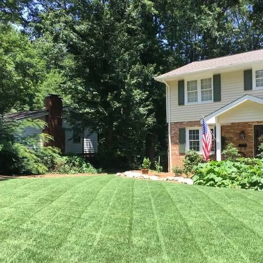 -Turf Lawn Seed plant
