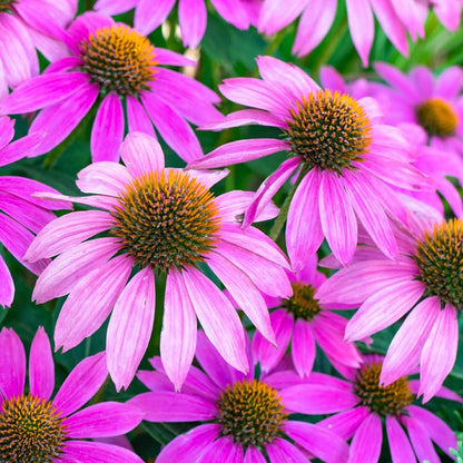 Swan Pink Cone plant