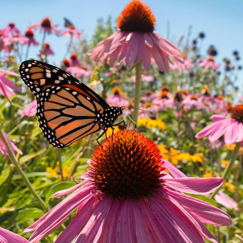 and Butterflies Coneflower plant