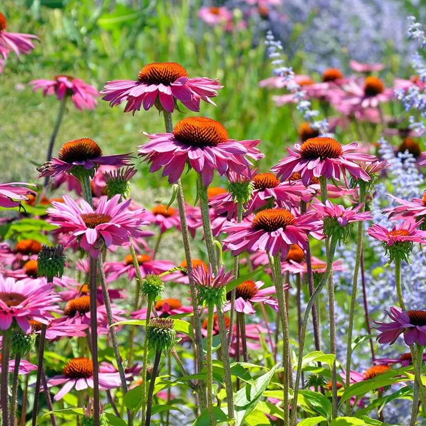 Beautiful Coneflower plant