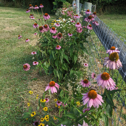 Beds Coneflower plant