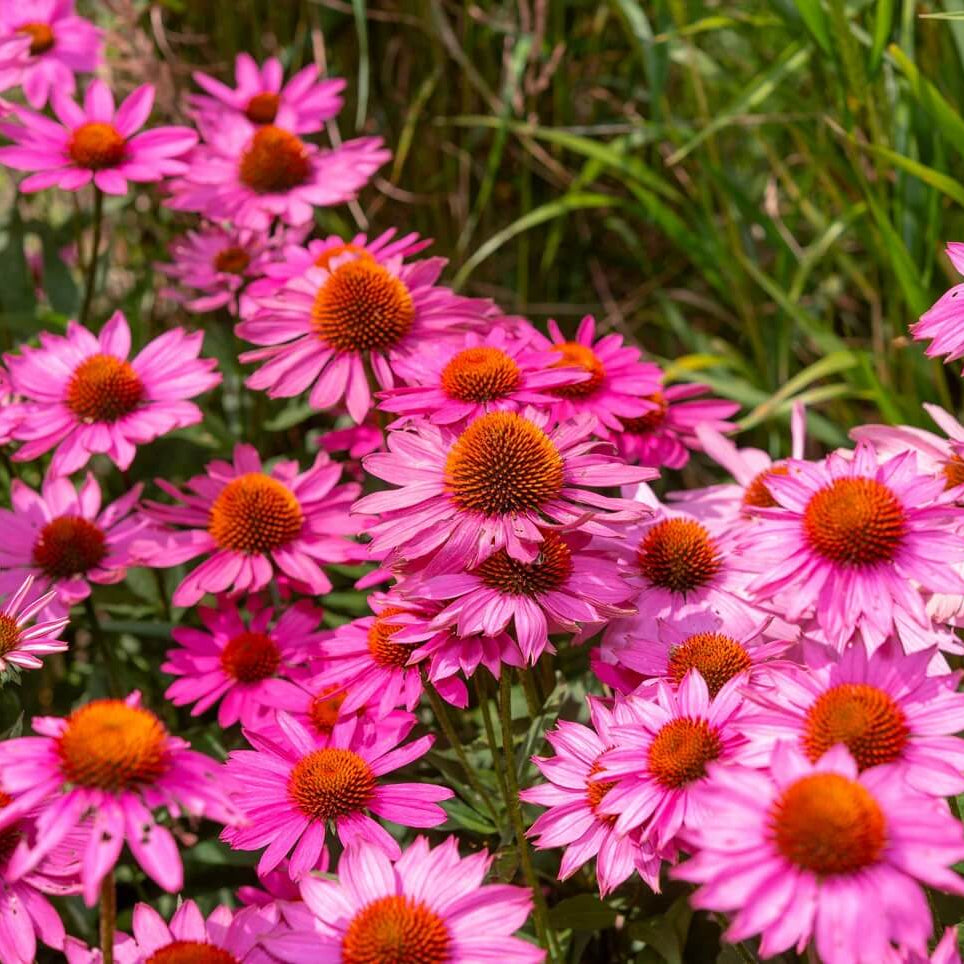 Bright Coneflower plant
