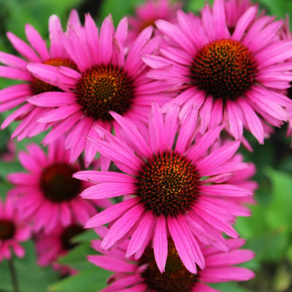 Bright Coneflower plant