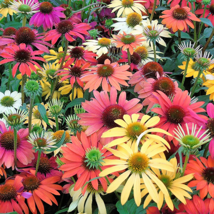 Cheyenne Spirit Coneflower plant