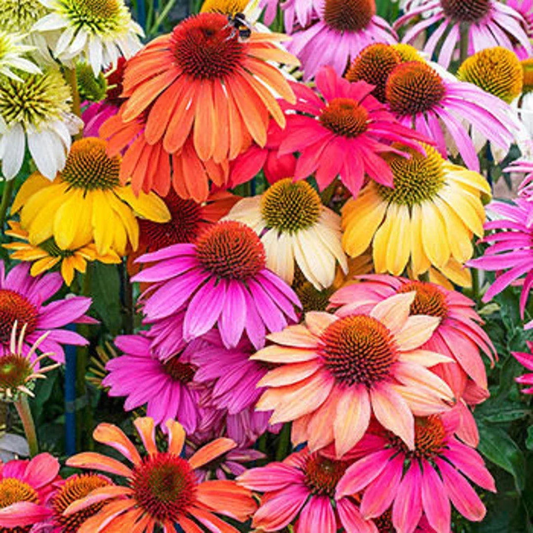 Cheyenne Spirit Coneflower plant