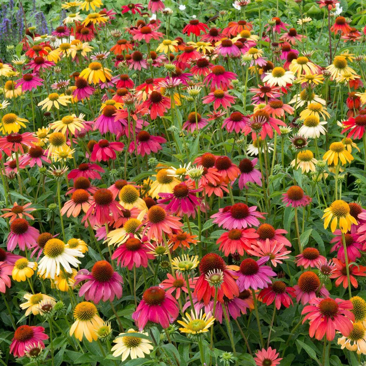 Cheyenne Spirit Coneflower plant