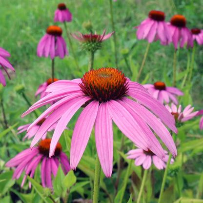 Purple Coneflower plant