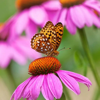 and Butterflies Coneflower plant