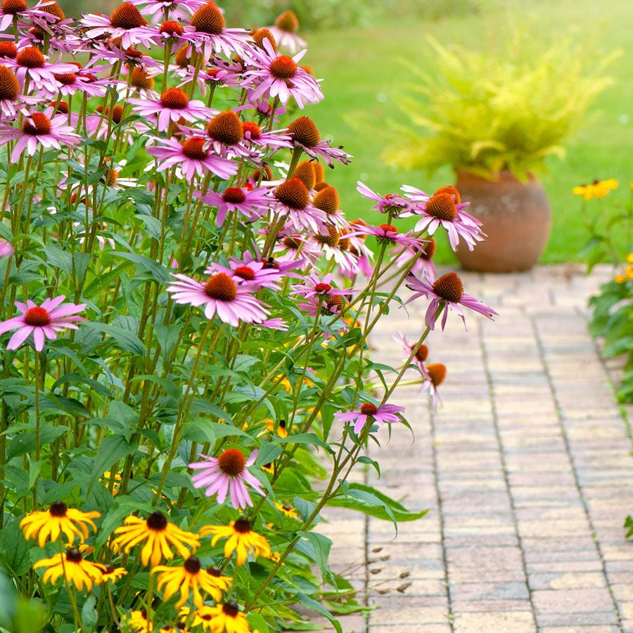 Beautiful Coneflower plant
