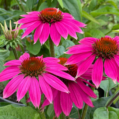 Bright Coneflower plant